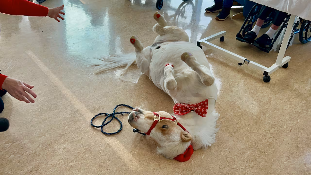 A horse rolls on its back 