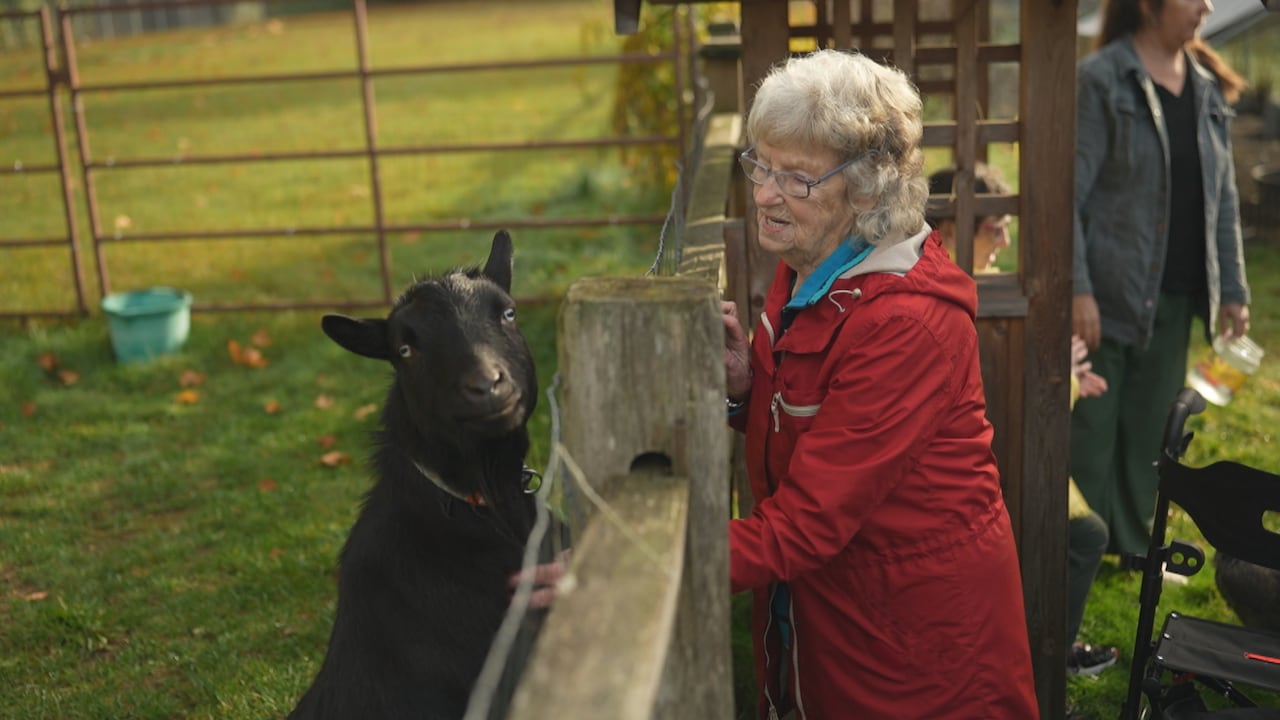 An elderly woman in red is standing beside a fence petting a black goat.