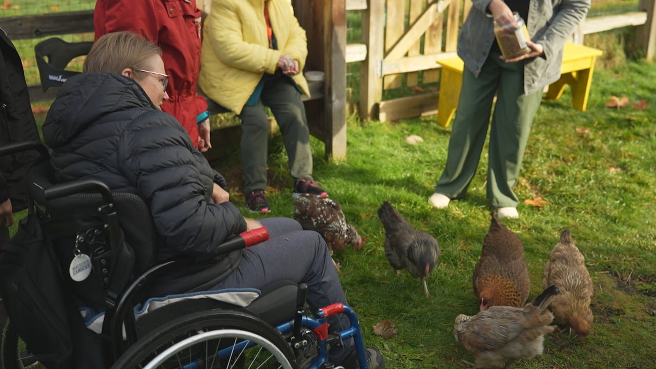A person in a wheelchair and others standing nearby watch a group of chickens on the grass.