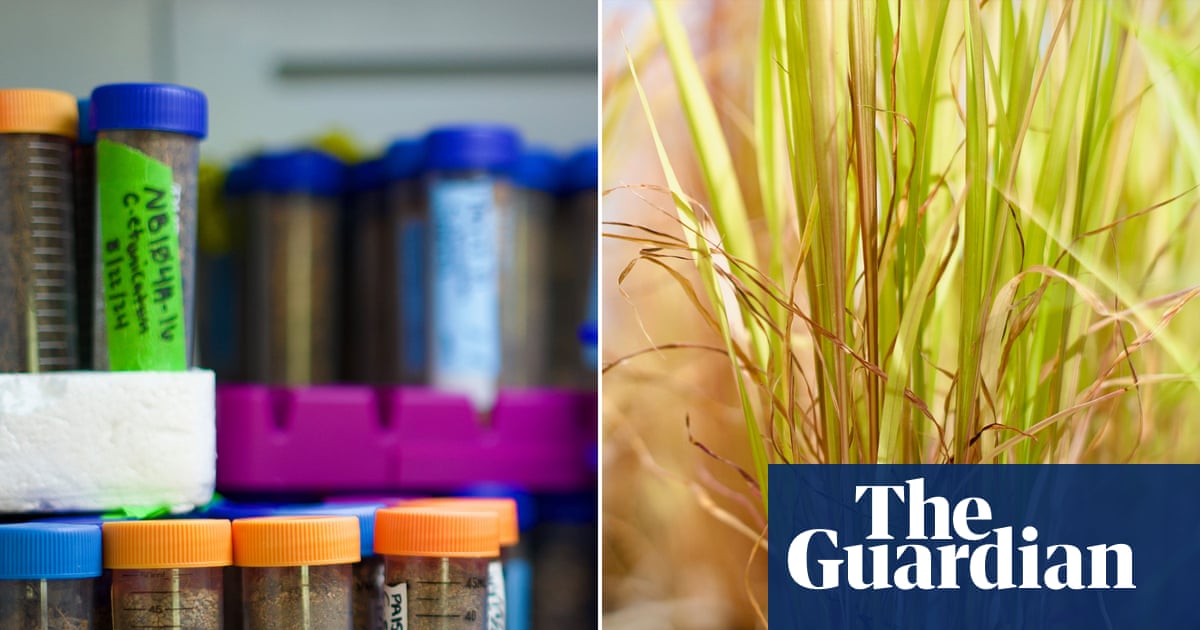 Defunding fungi: US’s living library of ‘vital ecosystem engineers’ is in danger of closing | Fungi