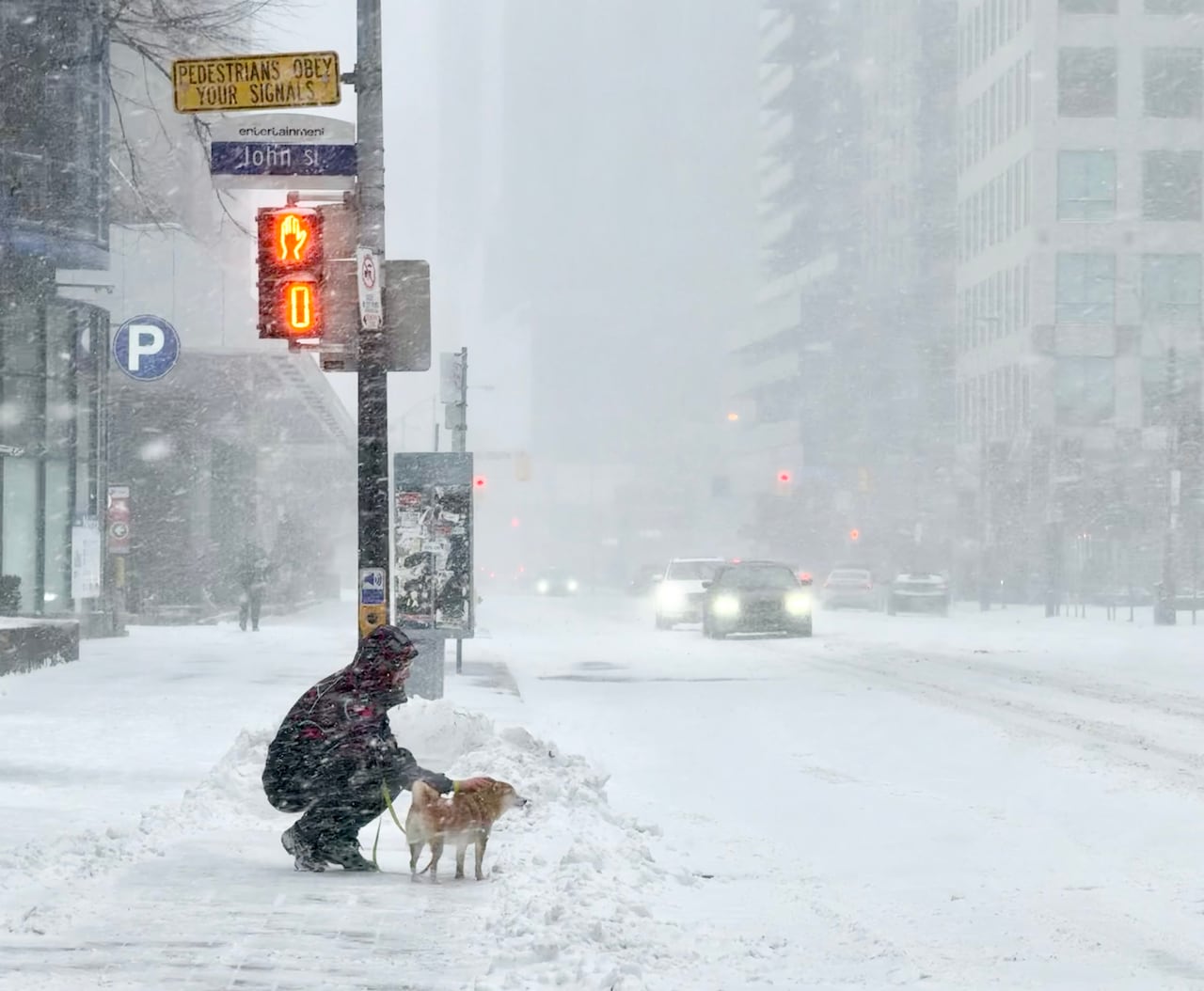 A person with a dog and cars on the streets of downtown Toronto