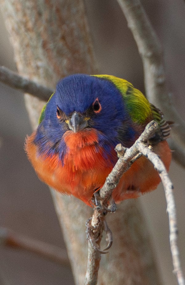 A painted bunting, it has blue, yellow, green and red feathers and is staring at the camera.