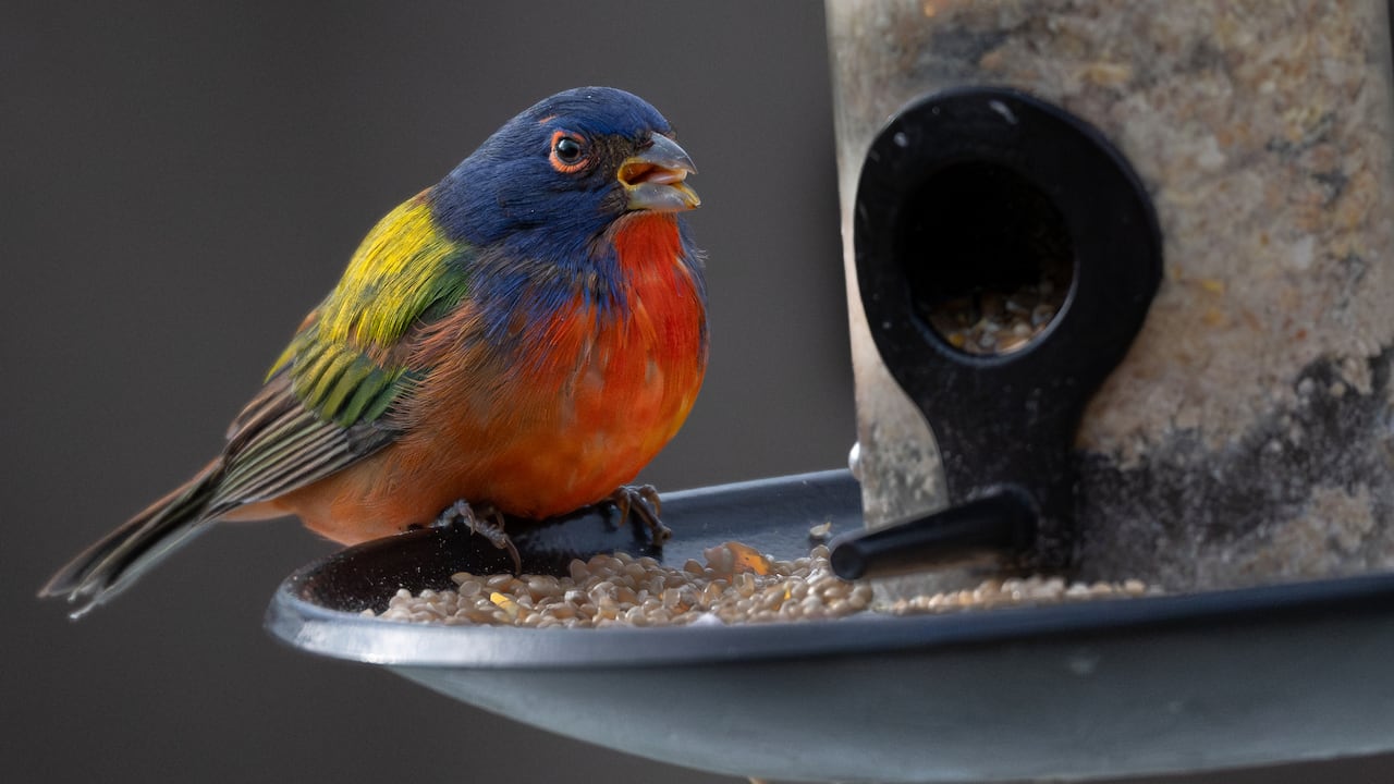 A colourful Painted Bunting, it has blue, green, red and yellow feathers. It is sitting at a bird feeder.