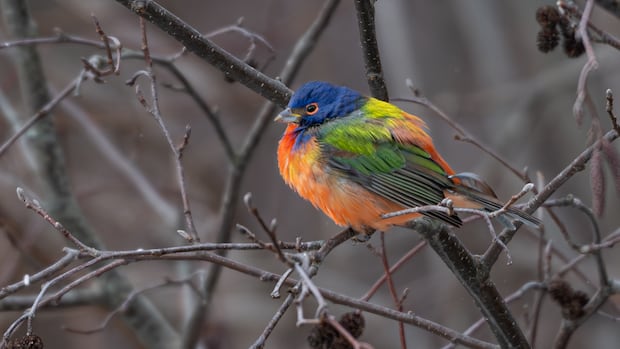 Rare painted bunting sighting a 'Christmas gem' for some N.B. birders