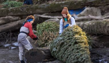 Oregon Christmas trees can get a second life as habitat for salmon