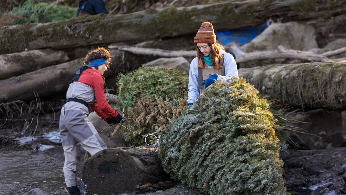 Oregon Christmas trees can get a second life as habitat for salmon