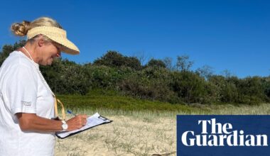 Call for citizen scientists to monitor threatened turtle species on NSW beaches | New South Wales