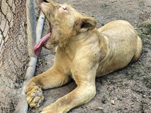 This handout photo provided by Department of National Parks, Wildlife and Plant Conservation of Thailand shows a rescued lioness in a wildlife breeding center in Ratchaburi, Thailand, Friday, Dec. 26, 2025. (Department of National Parks, Wildlife and Plant Conservation of Thailand via AP)