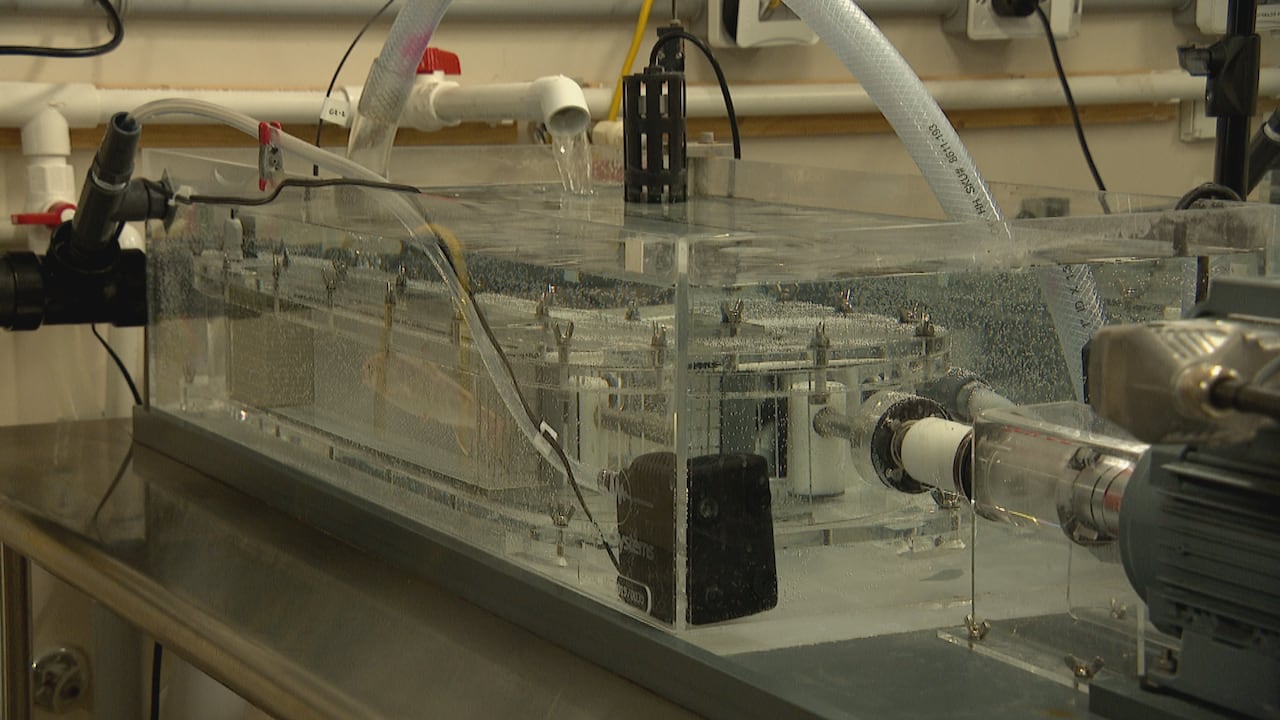 A fish is in a big water tank that acts like a treadmill for it. 