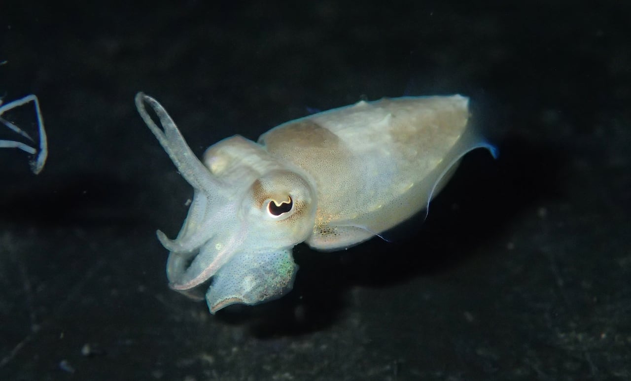 A cuttlefish -which looks like a white octopus with tentacles in front of its eyes 