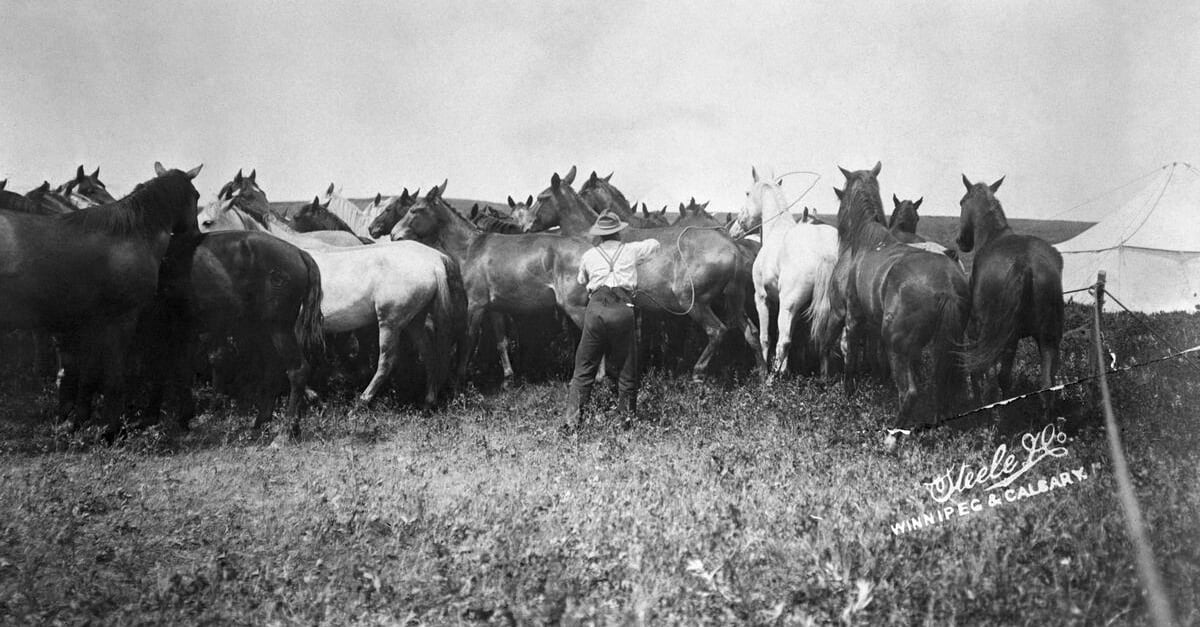 An unidentified cowboy roping horses.