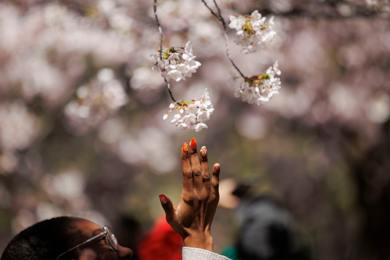 A woman's hands cupping cherry blossoms on a tree branch.