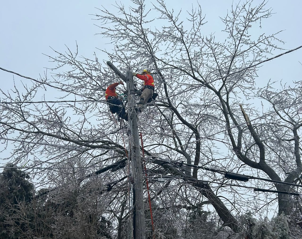 Two linemen up in a tree fixing a power line