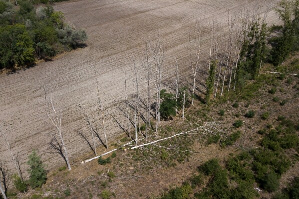 Dry trees stand in Kiskunmajsa, Hungary, Wednesday, July 30, 2025. (AP Photo/Denes Erdos)