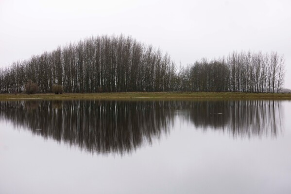 Trees are reflected in the water of an artificial lake in Kiskunmajsa, Hungary, Friday, Dec. 12, 2025. (AP Photo/Denes Erdos)