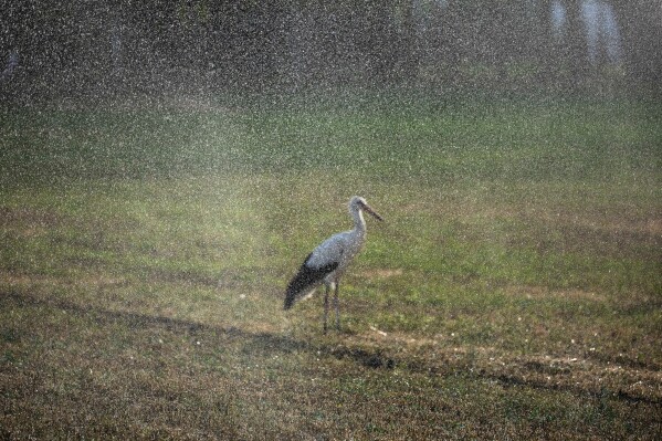 A stork stands behind a sprinkler on a dried-out field in Kiskunmajsa, Hungary, Tuesday, July 29, 2025. (AP Photo/Denes Erdos)