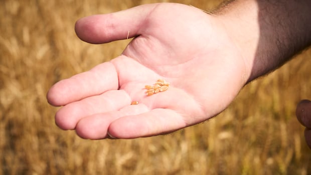 Rules around seeds in Canada getting 1st major update in 100 years