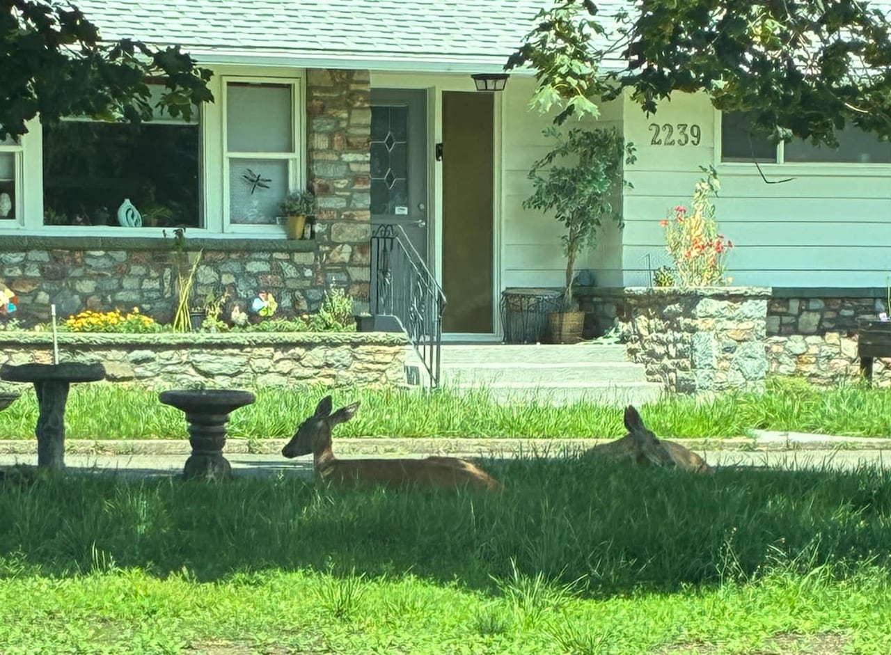A sunny single-family home with two deer outside in the lawn.