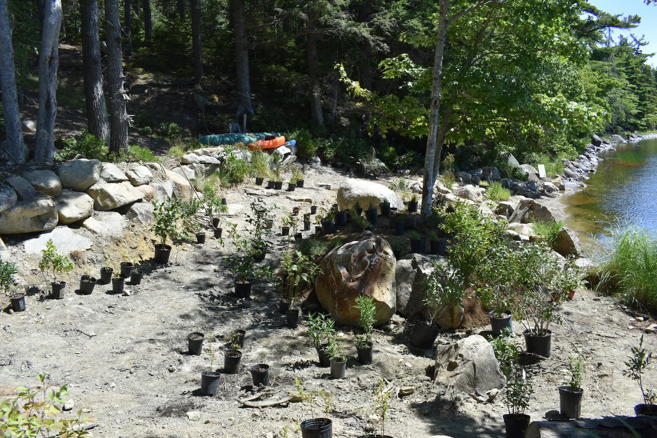 A number of small pots containing plants are seen along a shoreline.