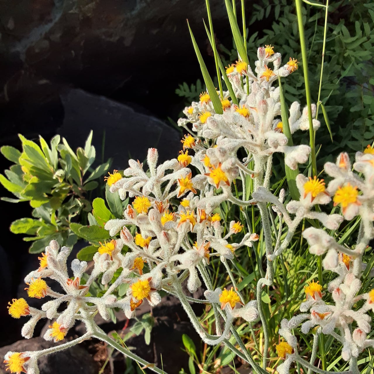 A yellow wildflower with frosty white stems is shown.