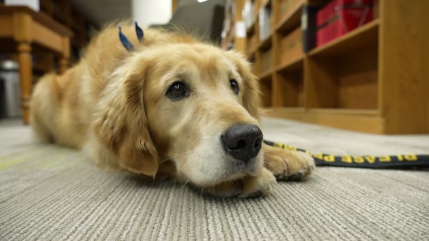 Courthouse canines help ease the tension, one tail wag at a time