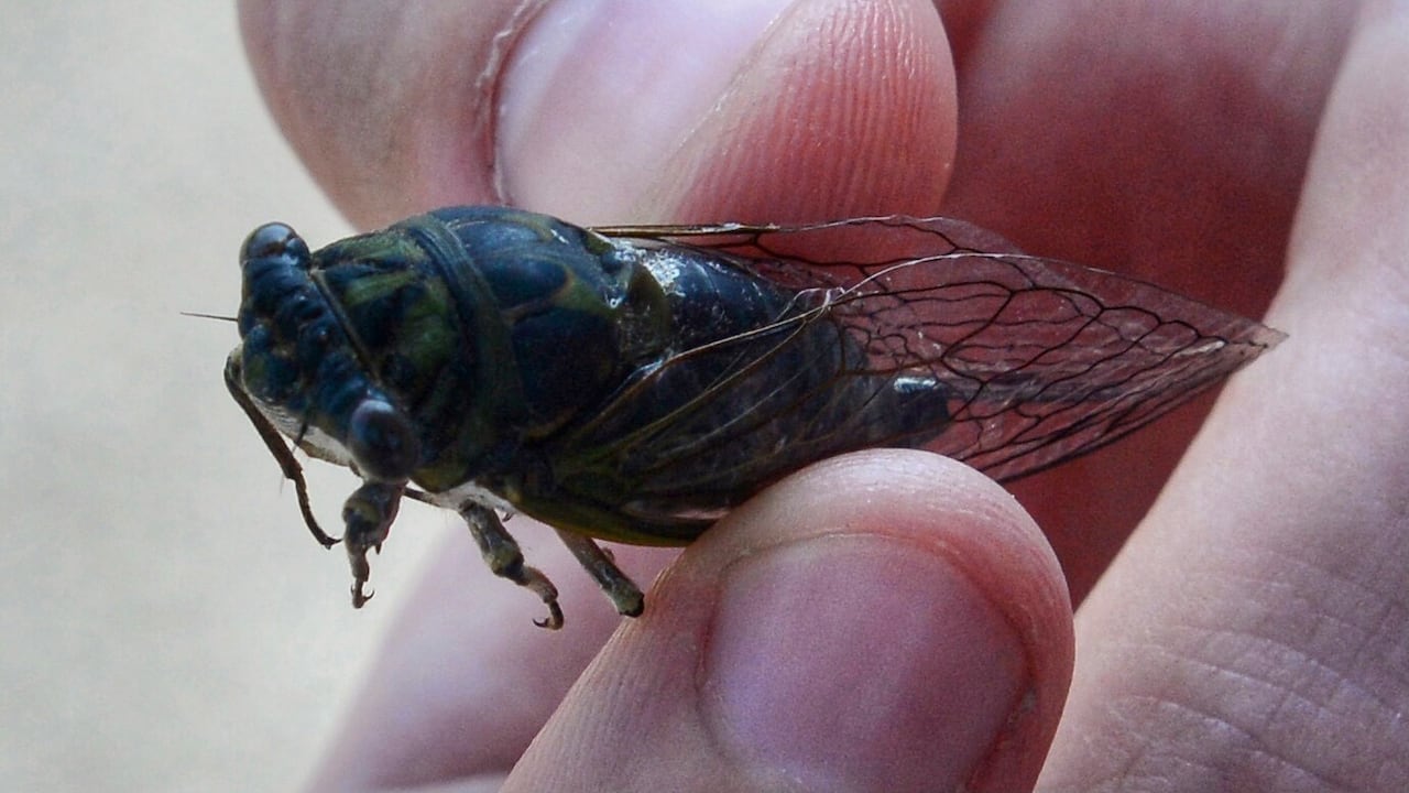 A person holds a large cicada in their hand.