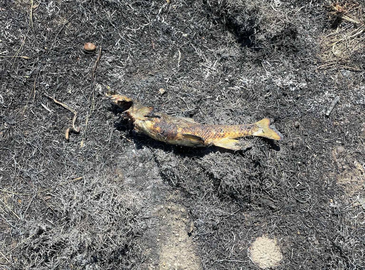 A fish lies on burned ground.