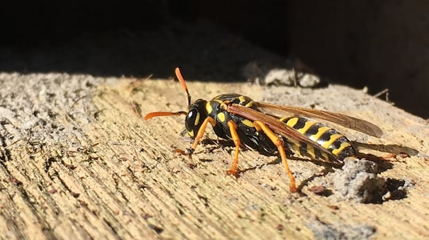 Hornets, cicadas and inflatable Godzilla: B.C.'s most memorable 911 calls and power outages of 2025