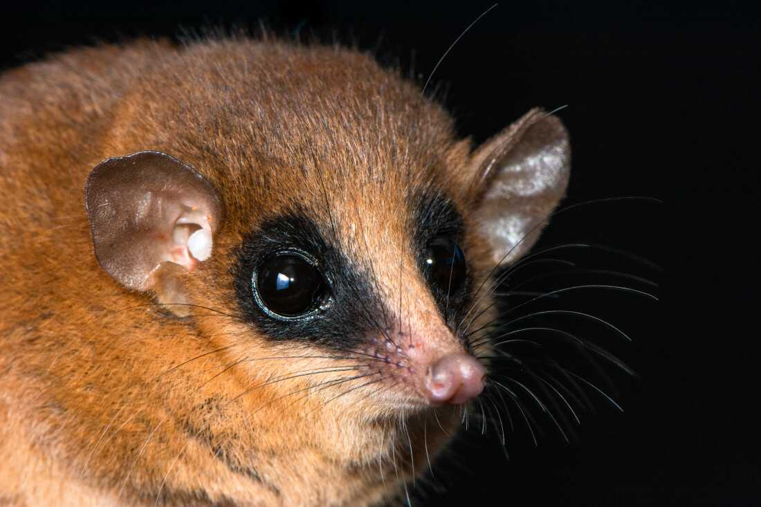 This new species of mouse opossum, called Marmosa chachapoya, has bright reddish fur and a long and delicate snout which distinguishes it from its closest relatives.