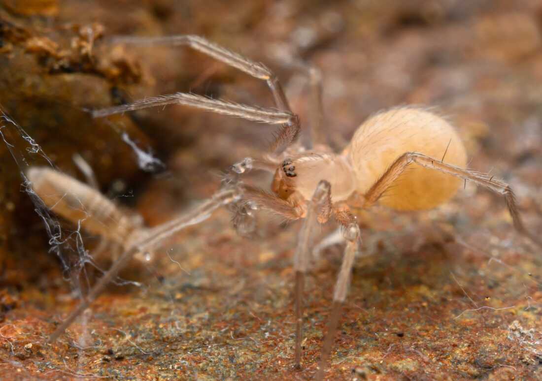 Marshal Hedin discovered this brown spider, Siskiyu armilla, along the river near where he grew up.