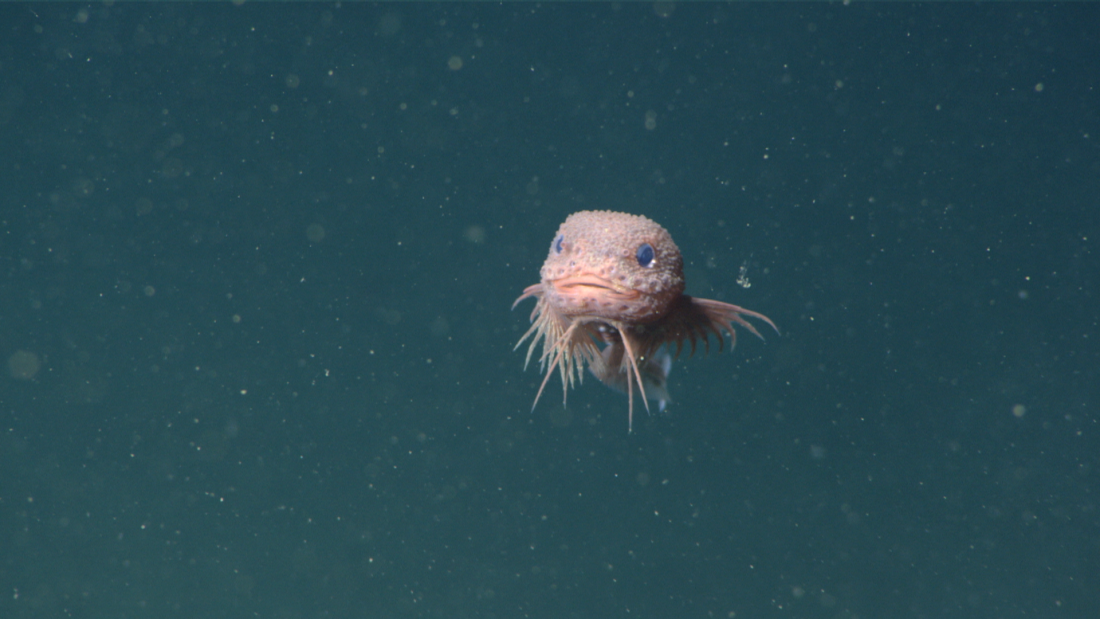 The bumpy snailfish, Careproctus colliculi, was spotted in 2019 by researchers at the Monterey Bay Aquarium Research Institute, and officially described this year.