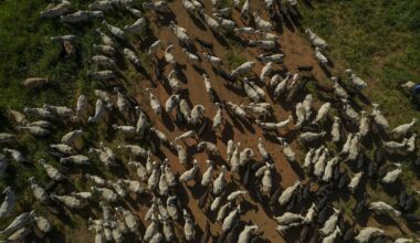 Last Bastion for Cheap Beef Fades in Latest Affordability Threat