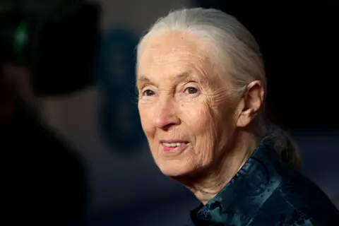 Getty Images Jane Goodall has long, silver-gray hair tied back and is wearing a dark, patterned garment. The background is dimly lit, with a soft focus that suggests an indoor setting, possibly an event or formal occasion. The lighting highlights the hair and the texture of the clothing.