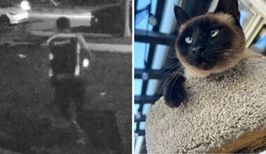 Lakewood woman claims Amazon driver stole her cat Piper while dropping off package