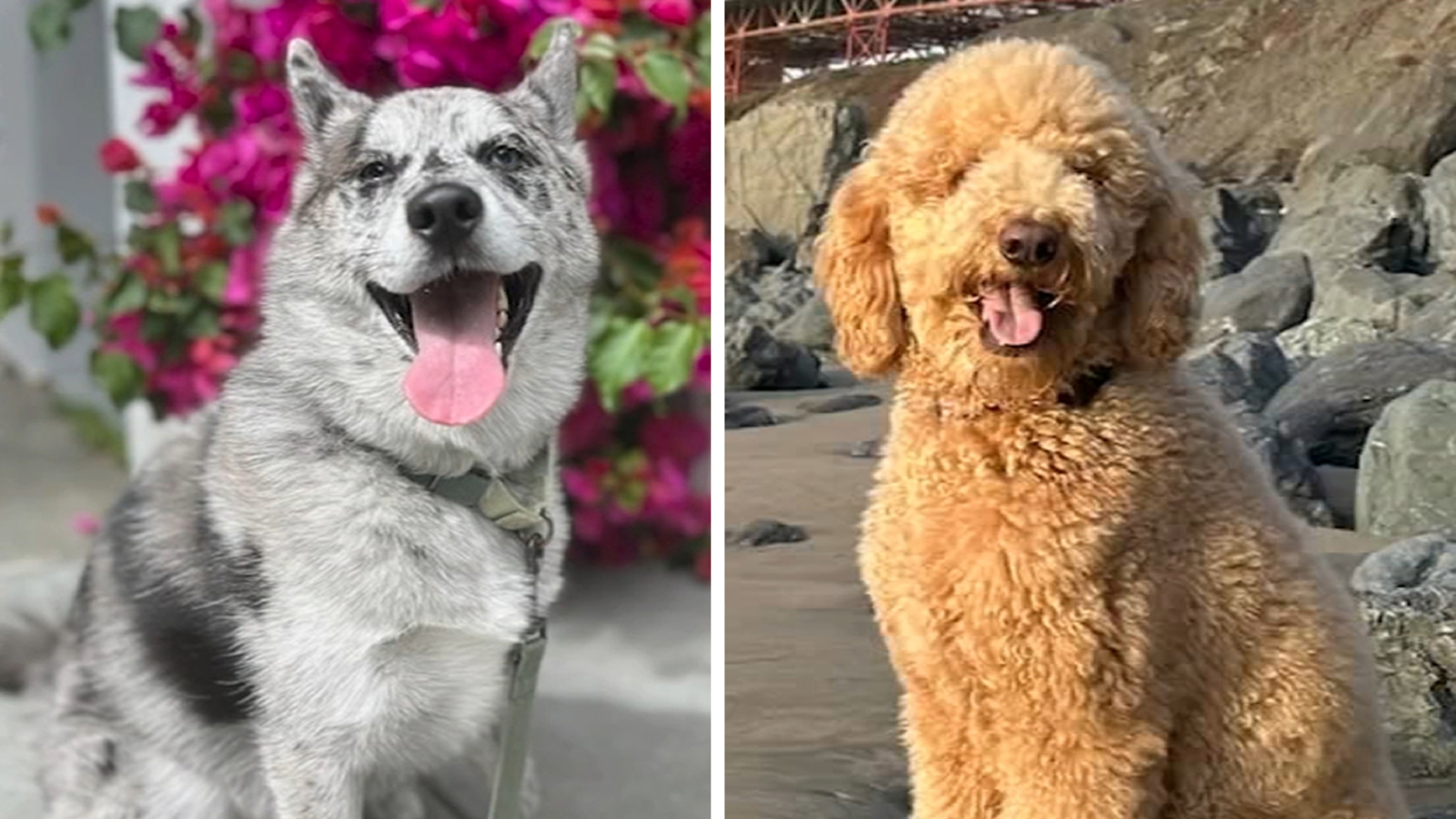 Dog deaths, reports of abuse prompt San Francisco police investigation of pet sitter from popular Rover app