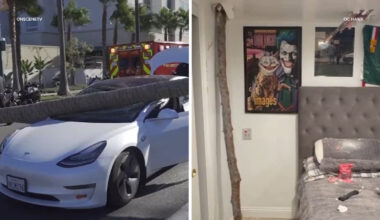 Gusty Santa Ana winds bring downed trees, damage to cities across Southern California