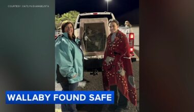 Escaped wallaby 'Rex' found safe near Williamstown, NJ shopping center