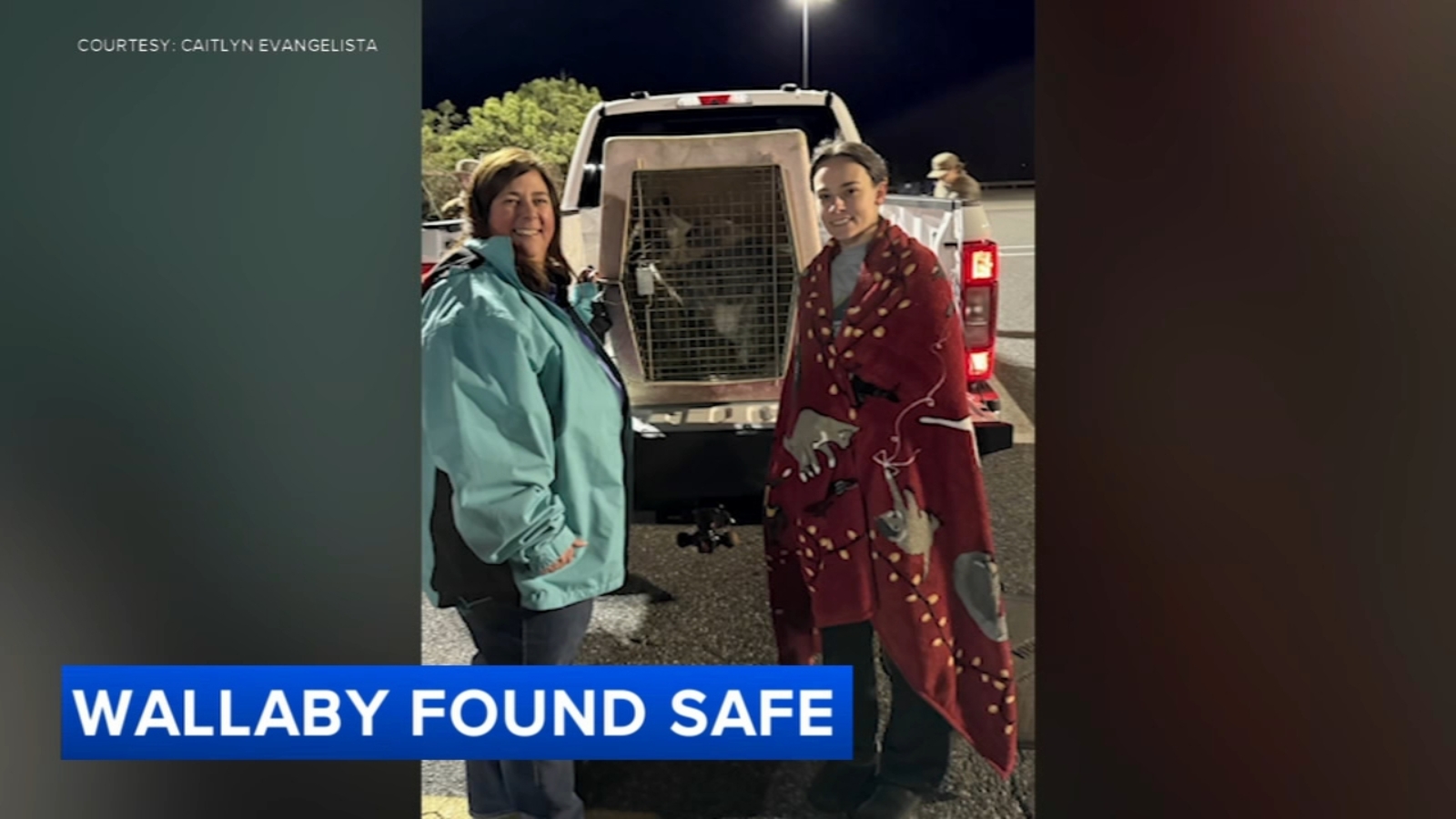 Escaped wallaby 'Rex' found safe near Williamstown, NJ shopping center