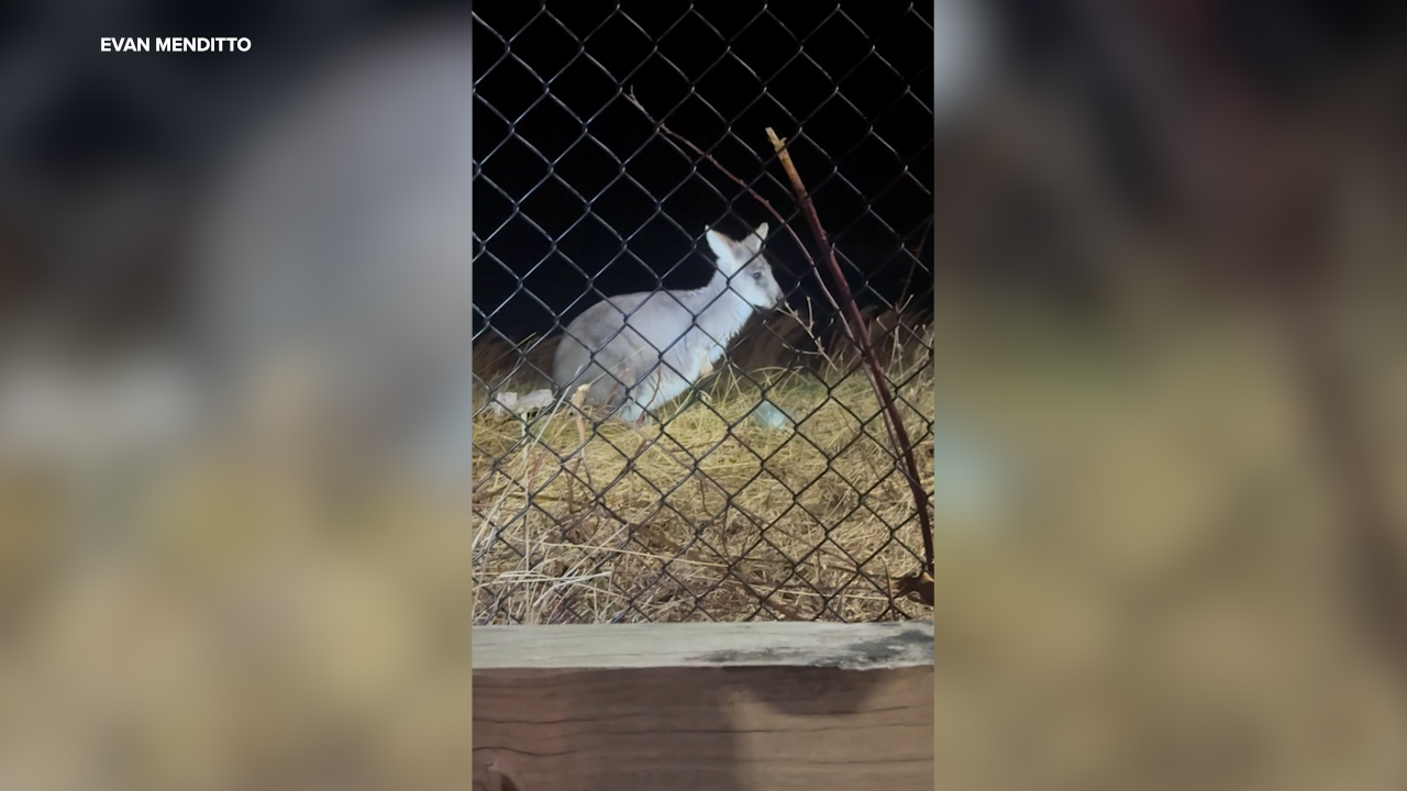 IMAGE: Evan Menditto captured this image of Rex before he was rescued on Dec. 30, 2025.