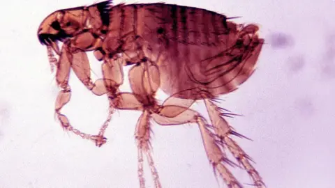 Getty The small wingless blood sucking insect is stained a red colour set against a purple background