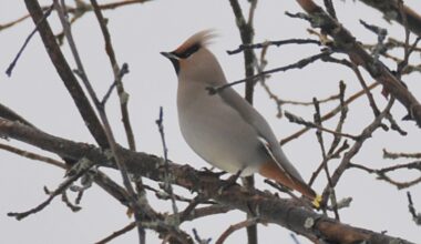COLUMN: Dazzling winter visitors make rare winter appearance in area