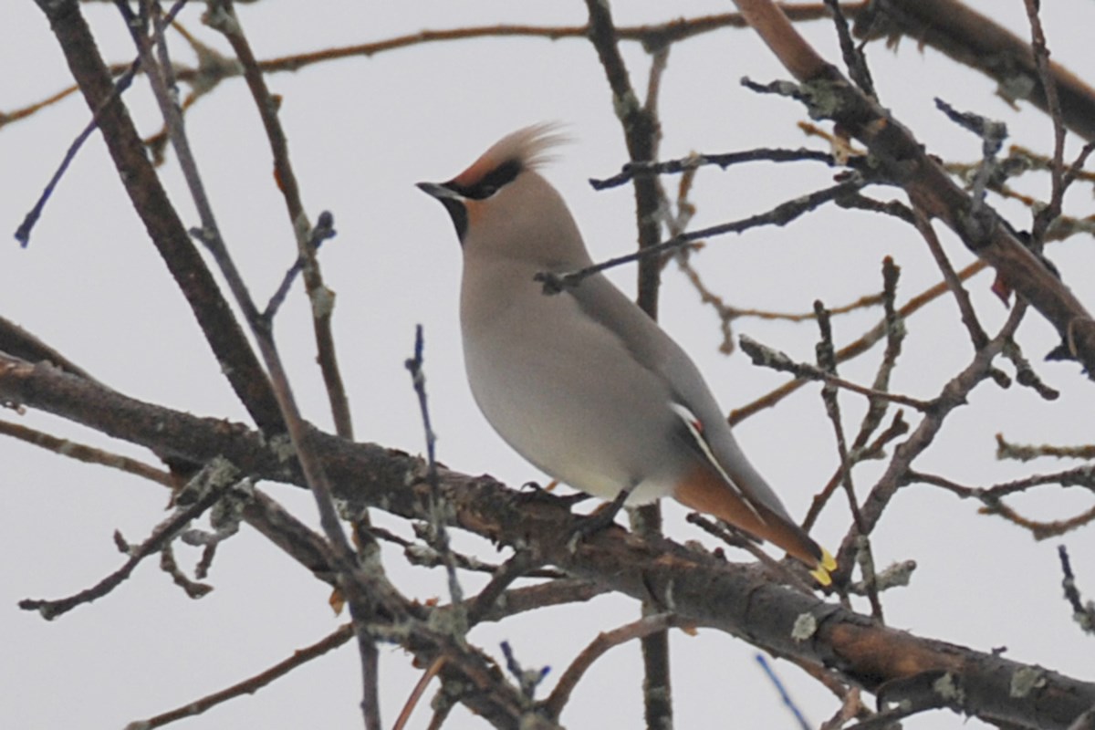 COLUMN: Dazzling winter visitors make rare winter appearance in area