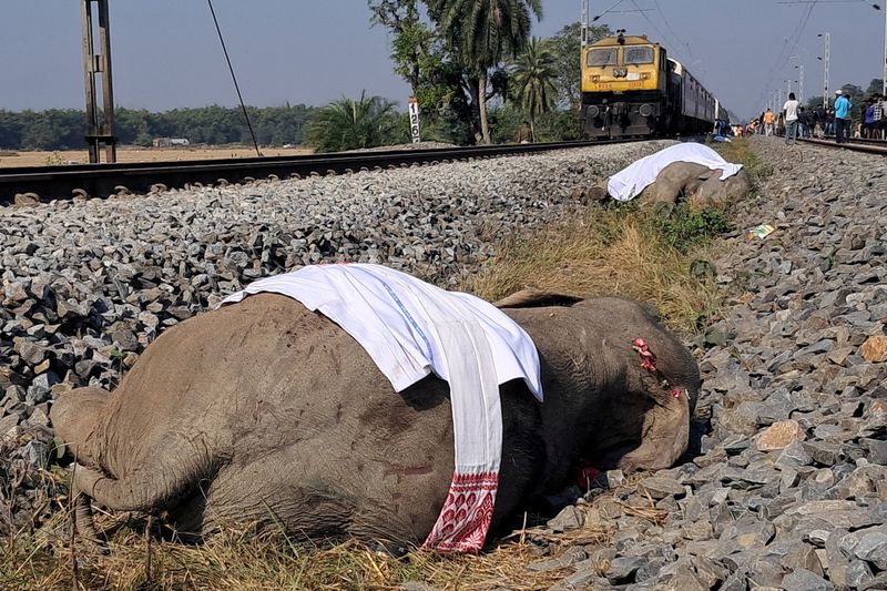 Seven elephants killed in India train accident | The Mighty 790 KFGO