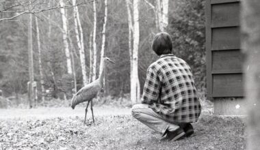 Story for a snowy day: When a crabapple-loving crane became a local legend