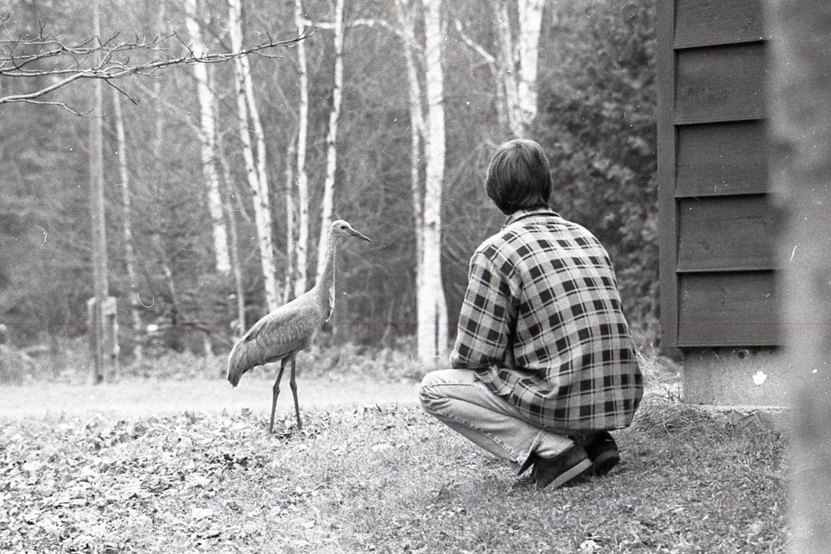 Story for a snowy day: When a crabapple-loving crane became a local legend