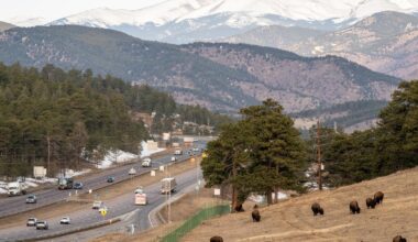 Protection for bison, renters and more. Here are some of the new laws going into effect January 1