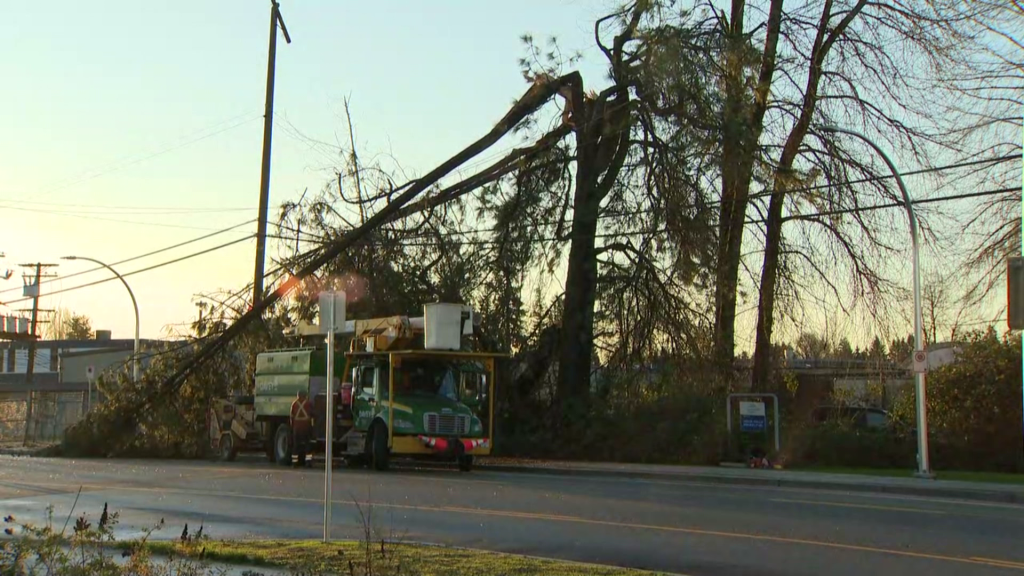 BC Hydro crews respond to a tree fallen on a power line