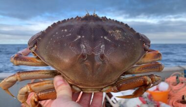 A close-up photo of a Dungeness crab held up aboard a fishing vessel.