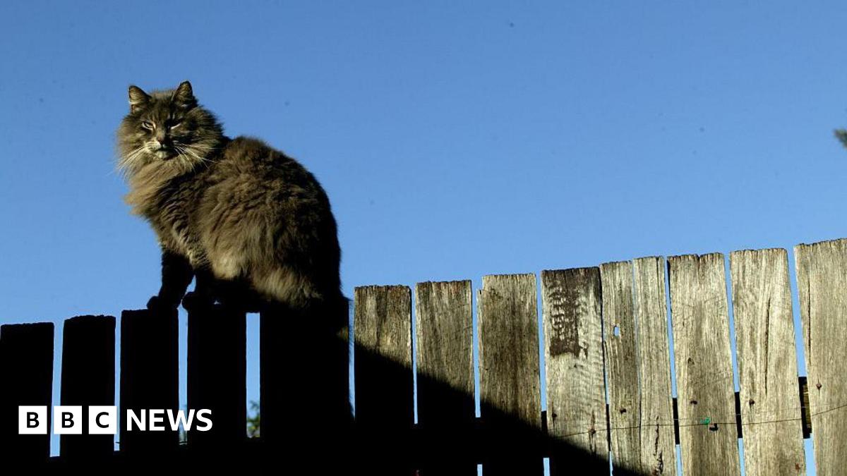 A large fluffy brown and white cat is sitting on a garden fence looking at the camera.