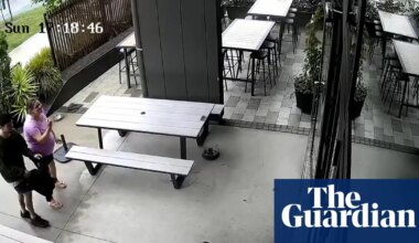 Baby fur seal wanders into a bar in New Zealand | New Zealand